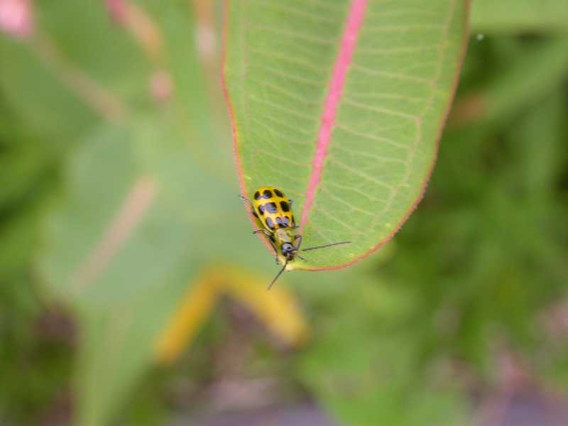 Cucumber beetles